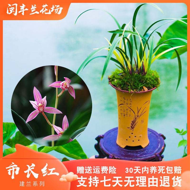 【市长红】兰花苗建兰名贵盆栽花卉植物四季兰室内兰草国兰浓香不
