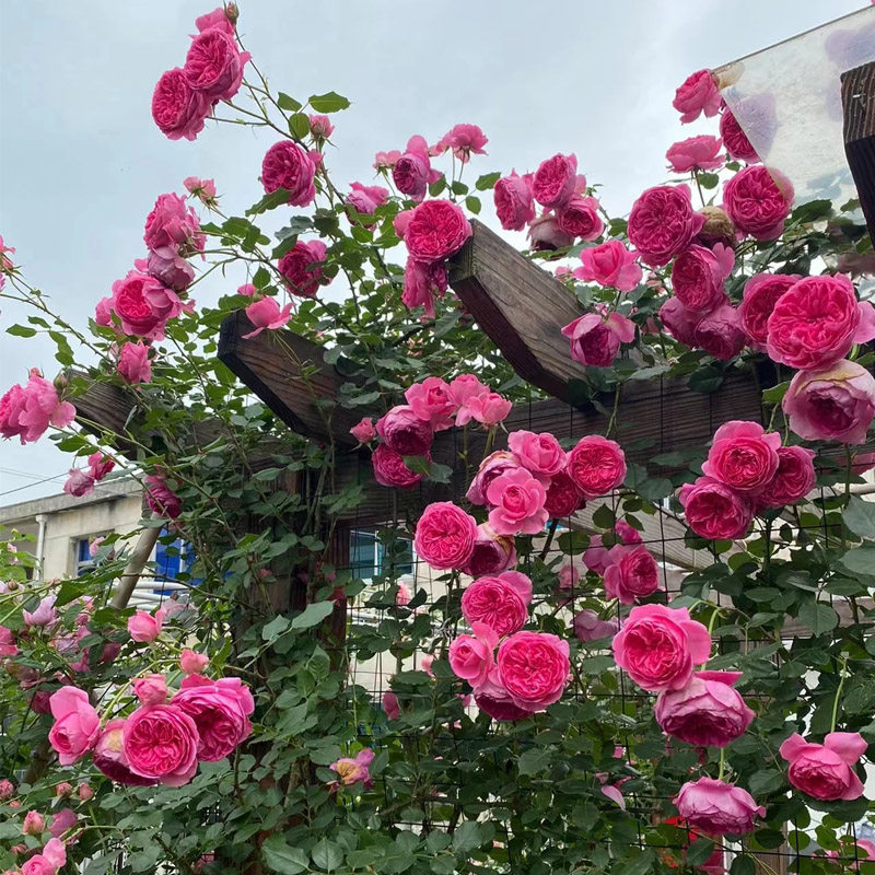 藤本月季花大游行大苗阳台庭院拱门爬藤蔷薇花玫瑰花浓香大花四季,鲜花速递/花卉仿真/绿植园艺,月季/蔷薇/玫瑰,淘宝优惠券,粉丝福利购,淘宝优惠卷