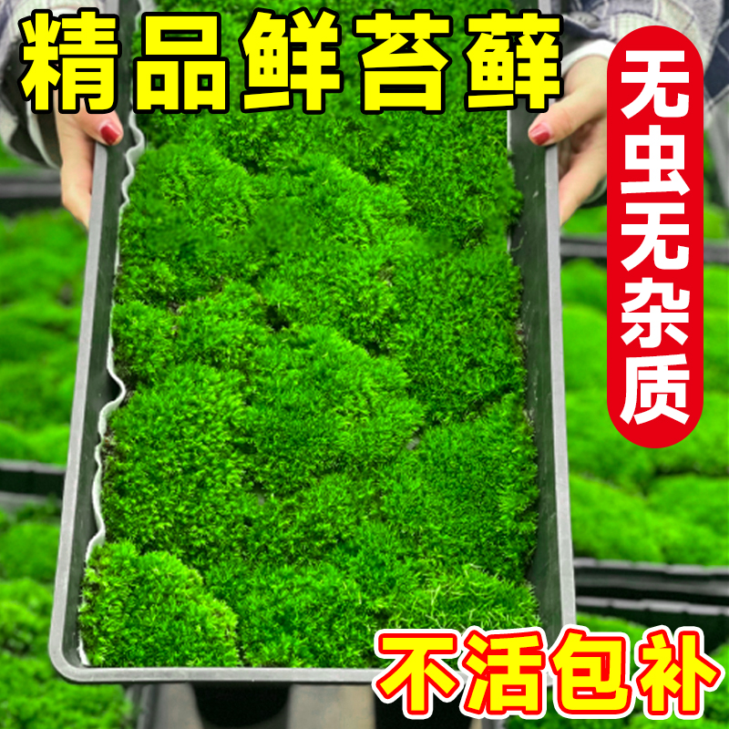 鲜活青苔藓微景观绿植盆景桌面假山造景材料永生白发短绒植物盆栽
