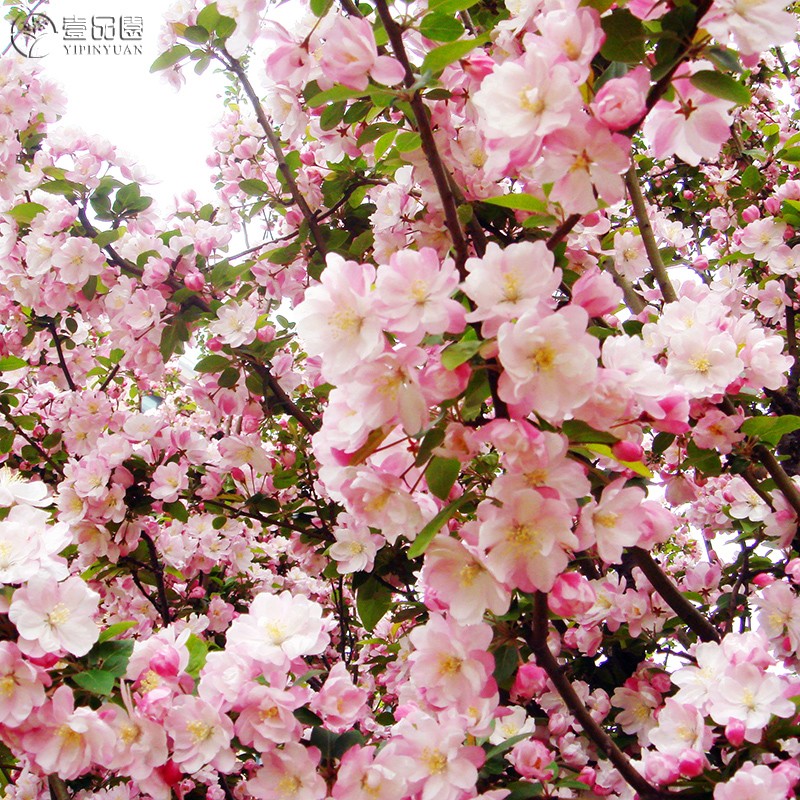 西府海棠树苗庭院地栽室外抗寒耐寒高杆木本花苗海棠花盆栽