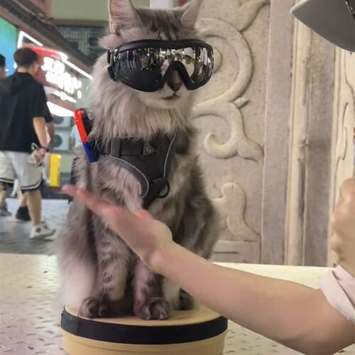 宠物眼镜猫咪狗狗风镜小狗太阳眼镜护目镜大狗墨镜泰迪防风镜