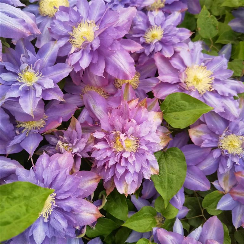 优藤铁线莲早花植物爬藤庭院地栽阳台拱门花墙大苗加仑耐寒盆栽苗
