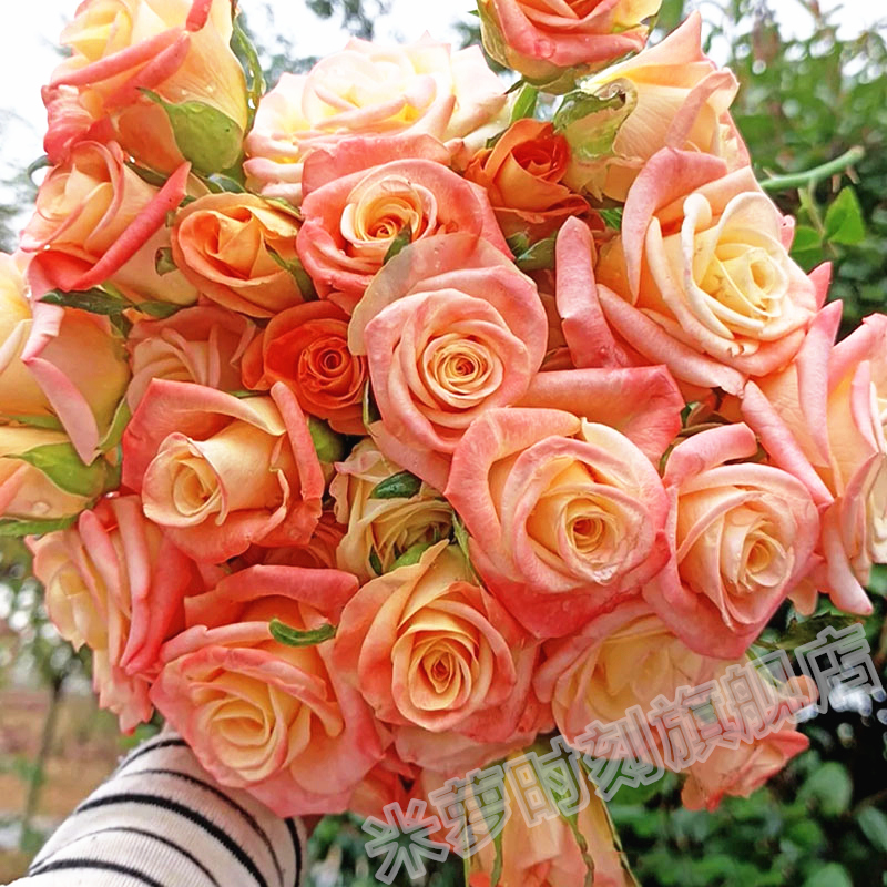 佛罗里达月季花苗大花多季盆栽阳台杯状玫瑰切花庭院勤花黄粉色