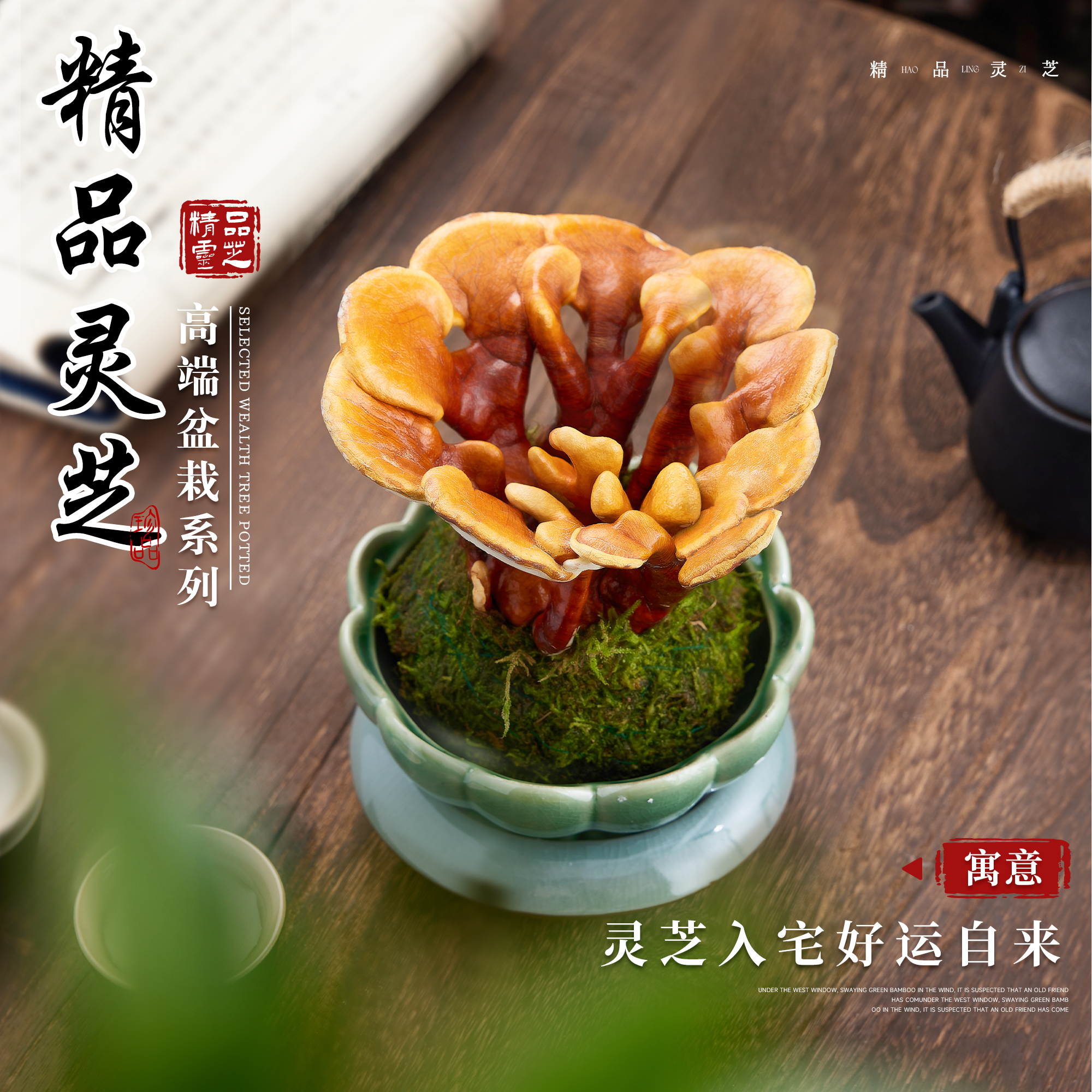 活灵芝盆栽植物室内桌面四季客厅观叶办公室绿植好养真灵芝小盆景