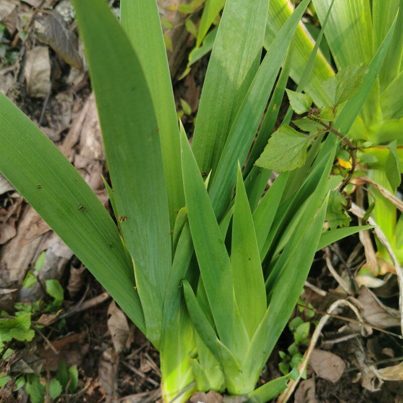 云南扁竹兰带根豆豉叶野鸢尾花射干叶根蝴蝶花带泥整颗绿植盆景花