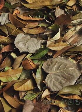 自然干树叶diy自然落叶枫叶竹叶枯树叶标枯叶装饰拍摄道具真叶子