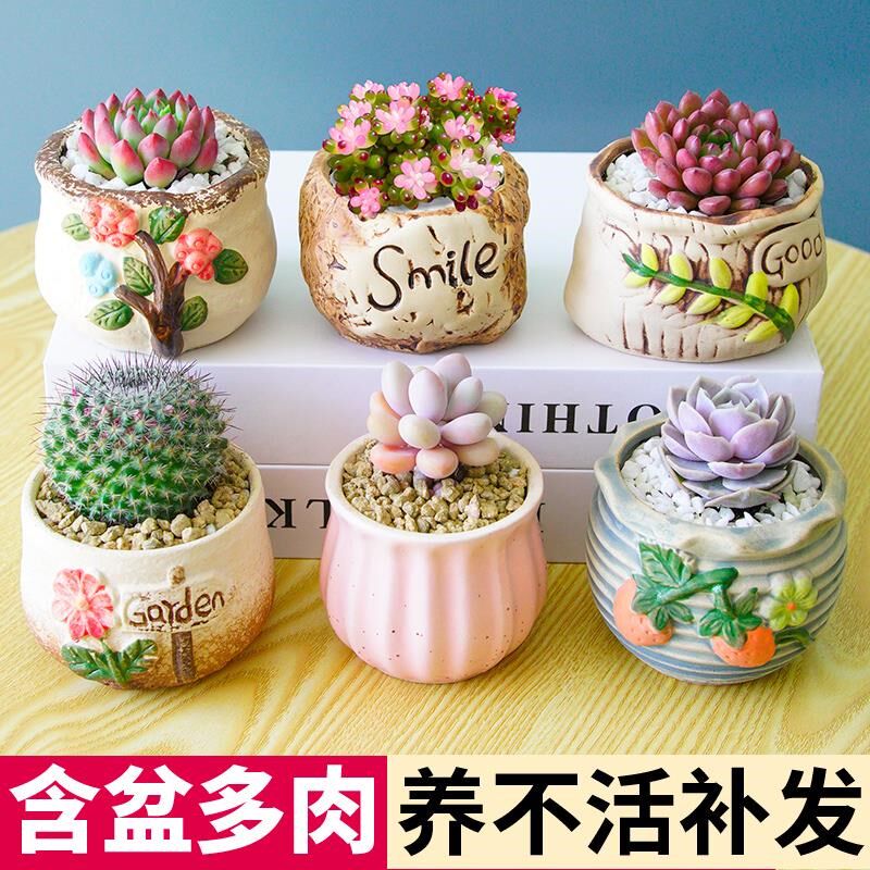 多肉植物组合室内小盆栽带陶瓷花盆土玉露桃蛋老桩高端仙人球室内