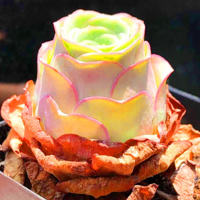 山地玫瑰特内里费/粉边酒杯/稀有品种好养多肉植物室内盆栽防辐射