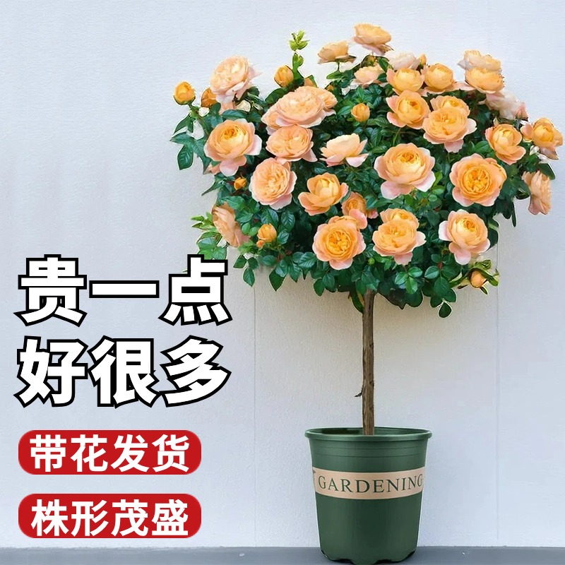 果汁阳台棒棒糖月季开花盆栽造型树桩四季植物玫瑰花室外庭院树苗