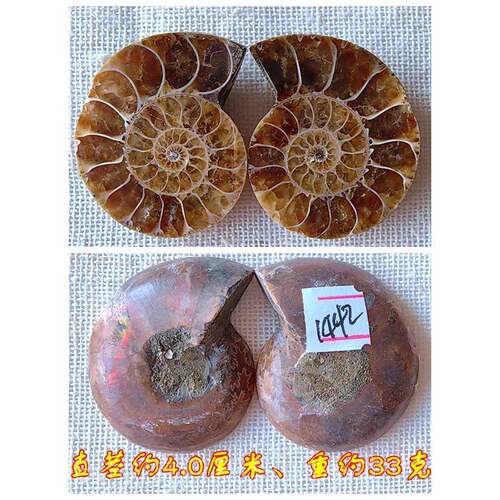 正品开片叶菊石化侣石摆石材动物招财全玉化情吊坠古本生物标件99
