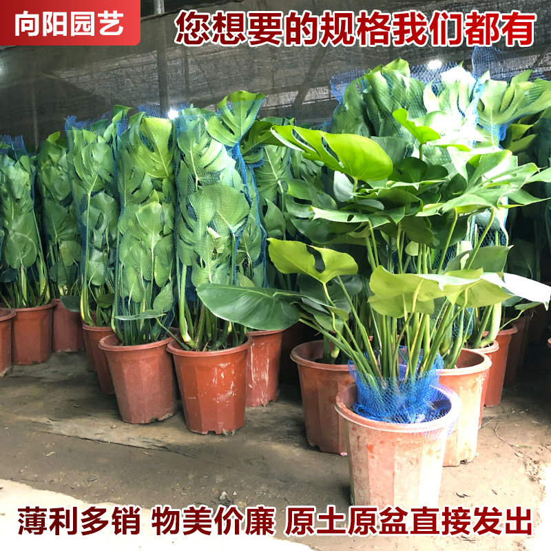 龟背竹大型盆栽土培植物室内客厅大叶绿植好养净化空气四季常青图片