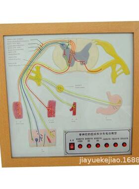 脊神经的组成和分布电动模型 型号：YJ/SJ0024 人体神经系统模型