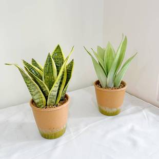 仿真白玉虎皮兰盆栽室内客厅绿植盆景装饰摆件人造假植物造景摆设