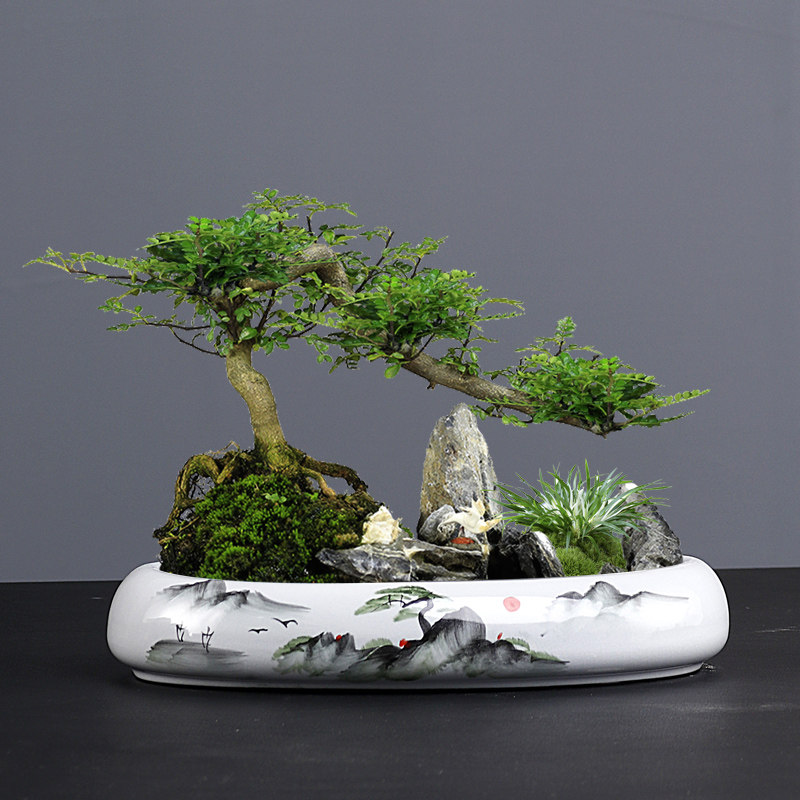 紫砂陶瓷大口径浅盆拼盘米竹菖蒲造景文竹枯山水盆景绿植花盆