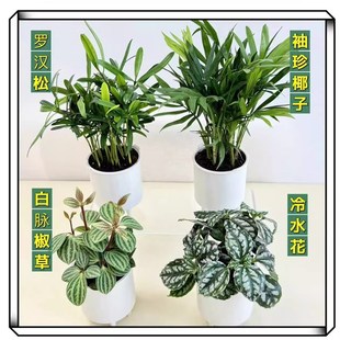 IVY智能植物萌宠机器人配套植物四选一