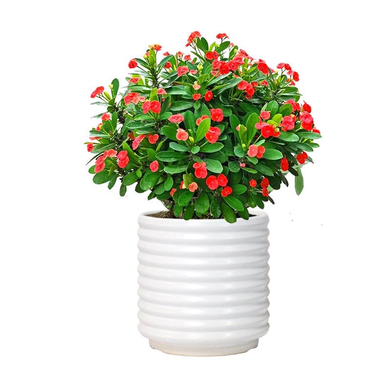 铁海棠五彩虎刺梅大叶大花盆栽老桩桌面阳台办公室绿植大花虎刺梅