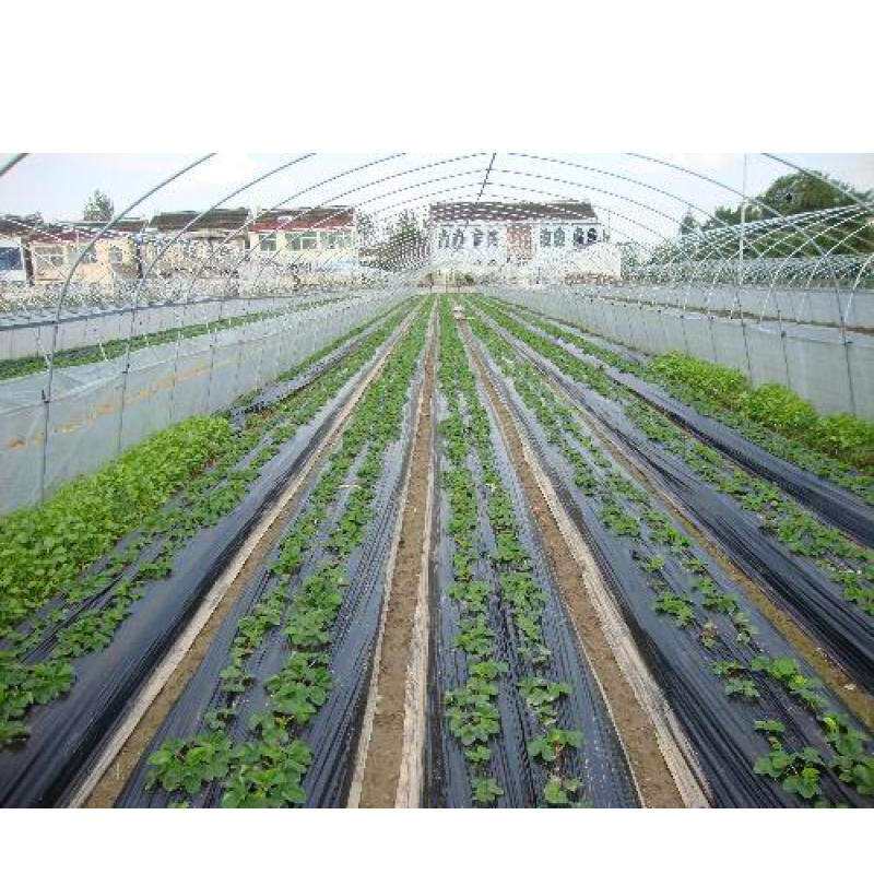 农用黑色地膜 除草膜 防虫加厚薄膜 果树果园蔬菜大棚薄膜 草莓膜