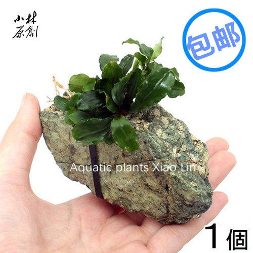 新当辣椒榕青龙石定植鱼缸虾缸水草造景懒人易养阴性水草