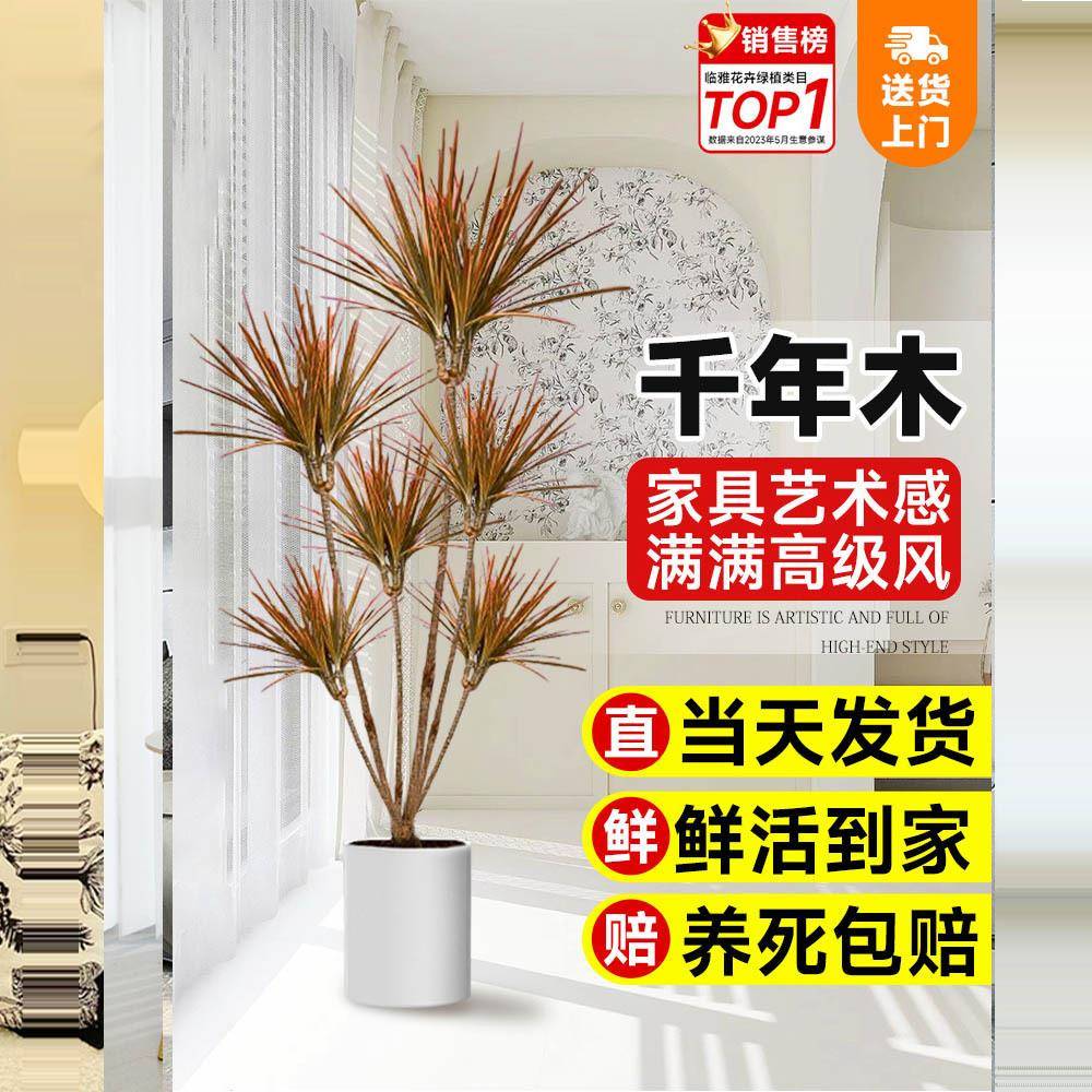 七彩铁千年木客厅盆栽三色龙血树客厅室吸除甲醛净化空气落地植物
