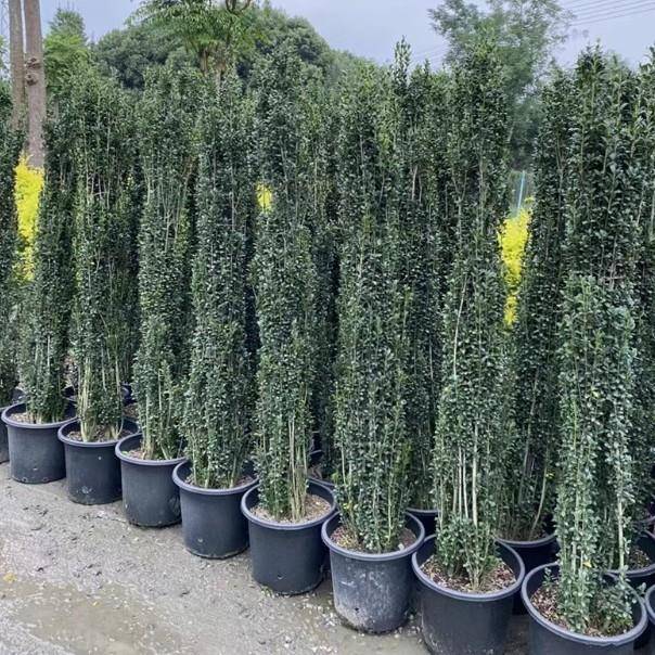 直立冬青朝天笔盆栽苗庭院篱笆遮挡四季常绿花镜造型耐阴耐寒好养