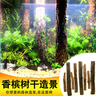 香槟树造景树干森林造景树桩雨林缸水草缸鱼缸水族天然沉木造景木