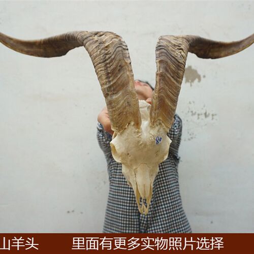 真山羊头 藏区真羊头骨 牦牛头骨工艺品 羊头装饰品 西藏羊头牛头