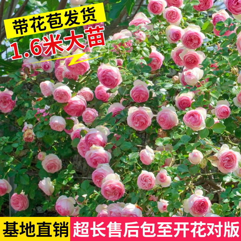 多花蔷薇花苗盆栽藤本月季花大苗特大花浓香四季开花花卉爬藤植物