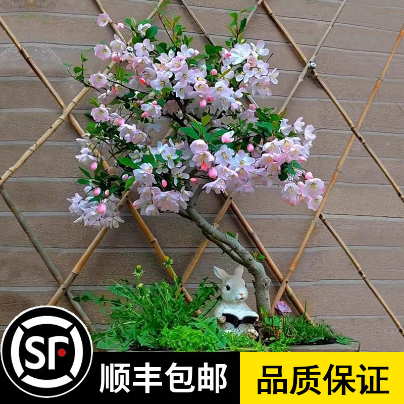 海棠花盆栽树苗盆景重瓣绿植物室内四季花卉好养垂丝桌面老桩摆放