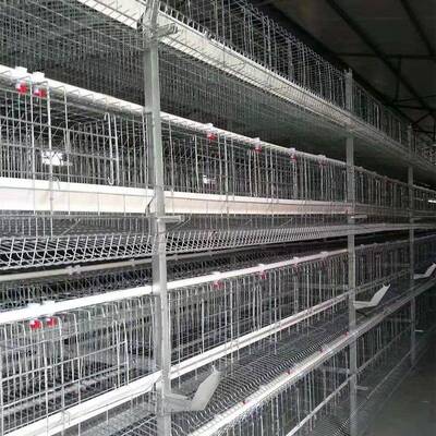 鸡子鸡舍养自PPX殖小层笼自叠全动蛋鸡笼喂料鸡舍动捡蛋集蛋鸡笼