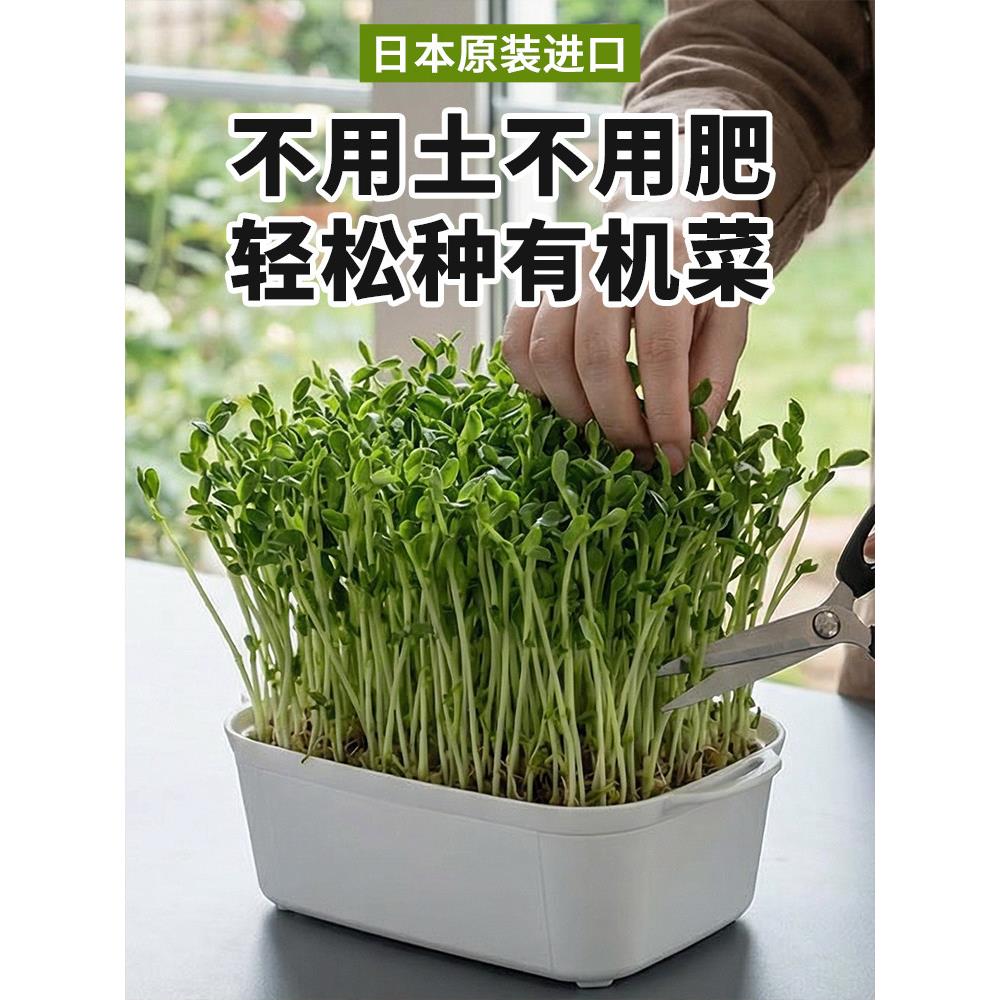 日本进口豌豆苗发芽盆绿豆芽栽培器蔬菜猫草种植无土水培育苗托盘