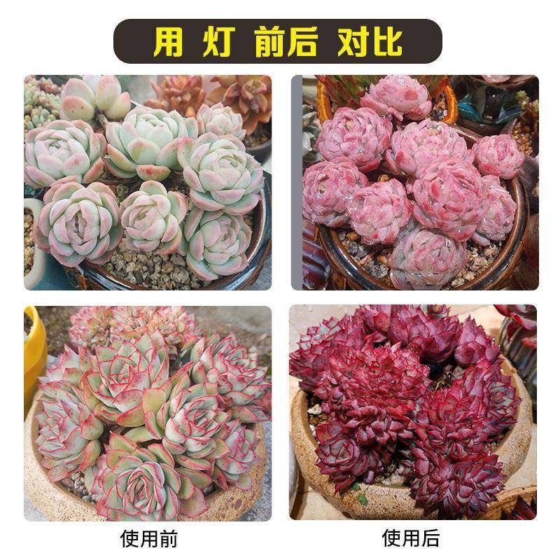 多肉补光灯防徒上色室内绿植花卉草莓月季全光谱植物生长灯