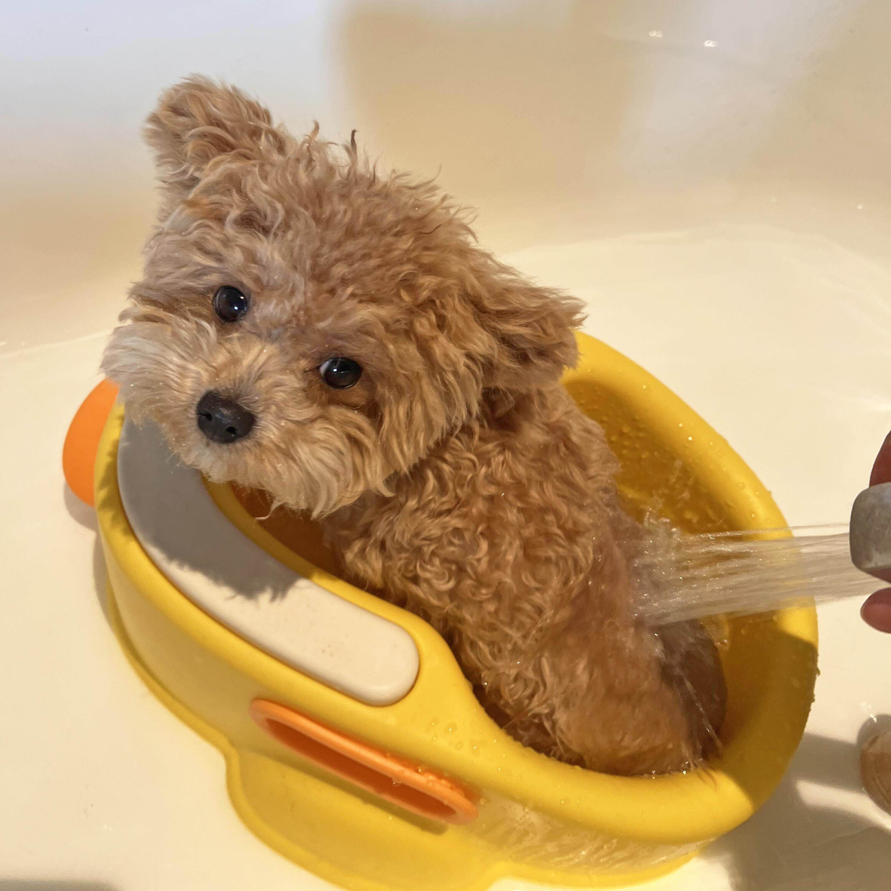 日本精工狗狗洗澡盆浴缸小型犬泰迪比熊柯基猫咪专用浴盆洗澡工具