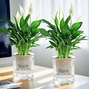 白掌盆栽一帆风顺植物办公室内好养花卉净化空气客厅绿植四季开花