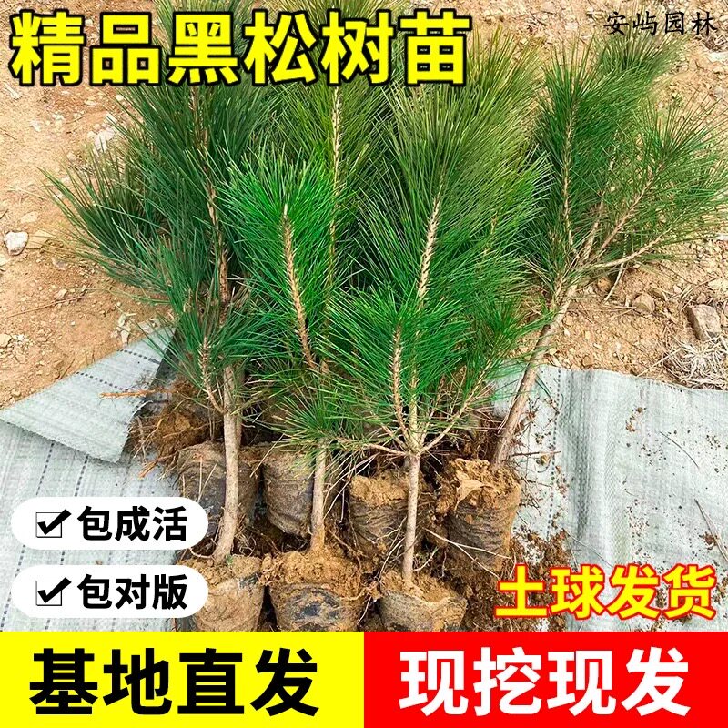 黑松树苗盆景素材苗荒山复绿松树苗松柏四季常青耐寒耐旱日本黑松