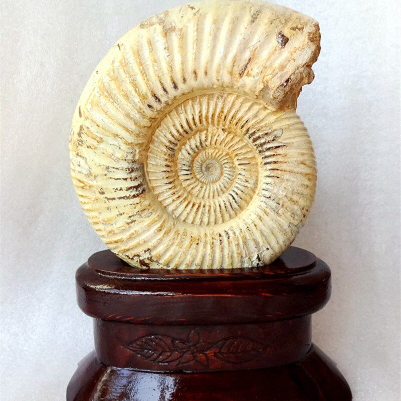 天然古生物海胆海星三叶虫斑彩螺动物昆虫大菊石化石标本摆件2715