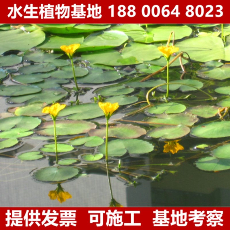 一叶莲黄花荇菜苗 莕菜养鱼龟虾缸造景观微 水草浮萍水生水培植物