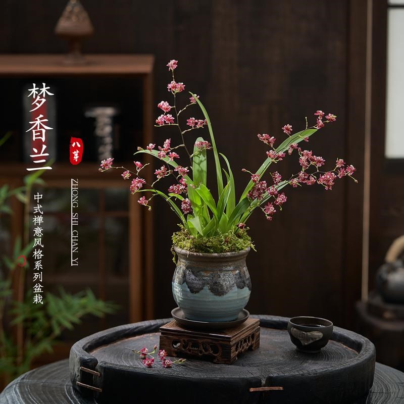 浓香水梦香兰跳舞文心兰盆栽带花苞客厅办公室内桌面年宵花卉绿植