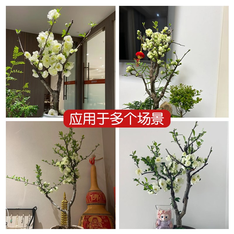 绿宝石海棠花树苗盆栽彩玉盆景老桩银长寿绿海棠耐寒室外四季好养