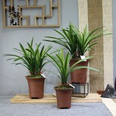 静铭光花艺生活馆直销兰插花样板房客厅茶几电视柜摆放仿真花