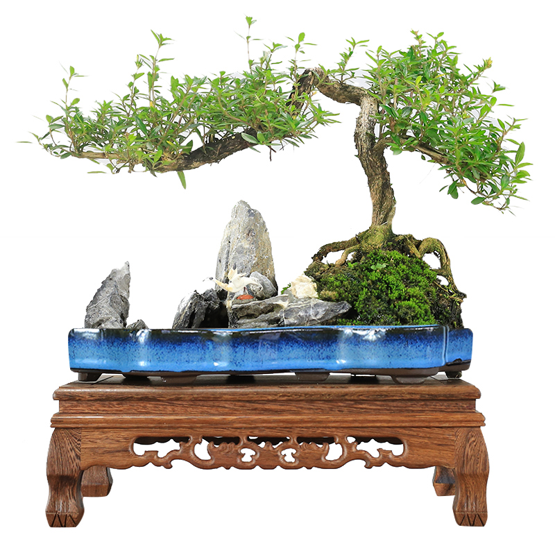 六月雪盆景植物提根造型老桩悬崖式创意山水盆景树桩室内绿植盆栽