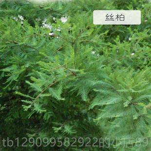 正品 法国进口丝3柏精油0l收缩毛孔抗菌控m驱虫香薰油按摩单方精油