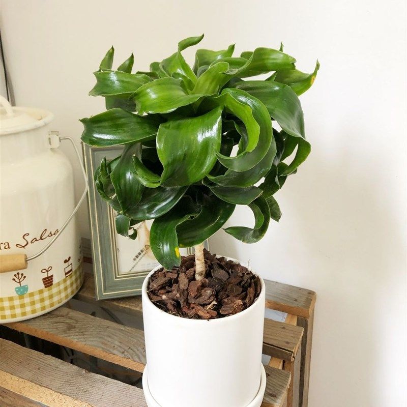 卷叶密叶龙血树茑屋書店同款植物盆栽栽好发货可水培阿波罗千年木,鲜花速递/花卉仿真/绿植园艺,绿植,淘宝优惠券,粉丝福利购,淘宝优惠卷