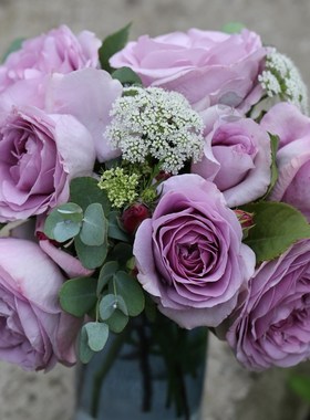 绿园美植  蓝色风暴 切花月季淡紫玫瑰抗病少刺直立庭院阳台盆栽