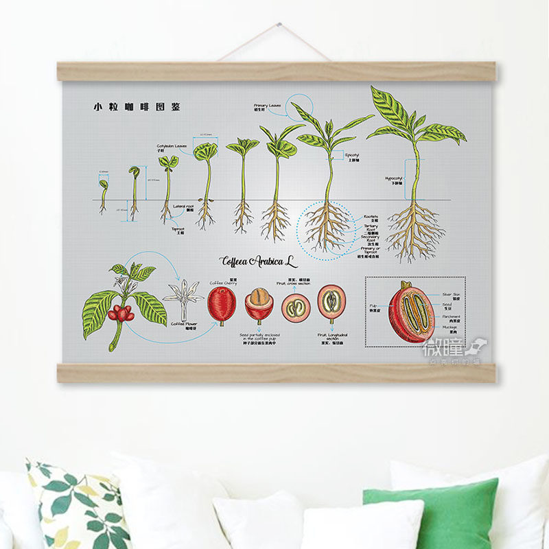 阿拉比卡云南小粒咖啡生豆图鉴咖啡知识文化挂画海报咖啡店装饰画
