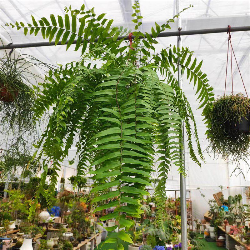精品霸王蕨 威武蕨 盆栽室内阳台垂吊植物长叶肾蕨大型蕨类绿植物