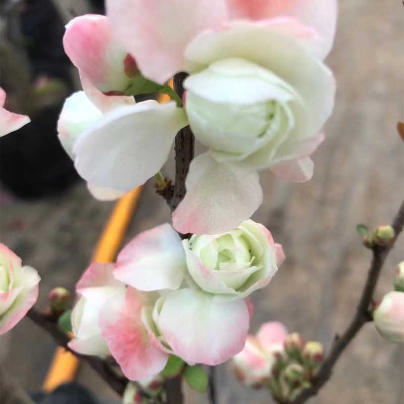 彩玉海棠盆栽树苗老桩盆景庭院阳台种植重瓣多色海棠花四季耐寒苗