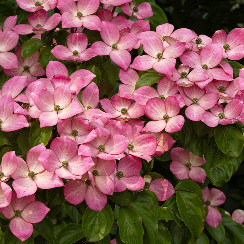 虹越进口多花梾木大花四照花盆栽苗花园观赏乔木耐寒庭院花卉树苗