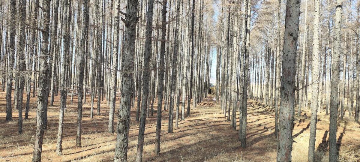 龙兴镇大湾村错海三屯后山面积80亩落叶松用材林