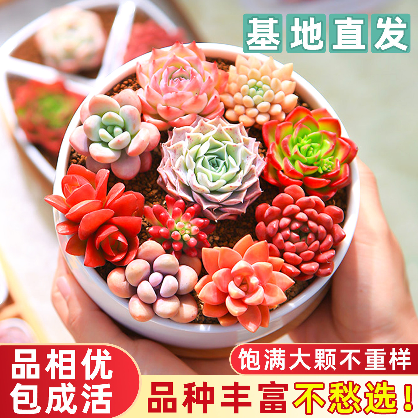 多肉小盆栽肉肉植物美观绿植老桩精品名贵精致小盆景室内桌面好养