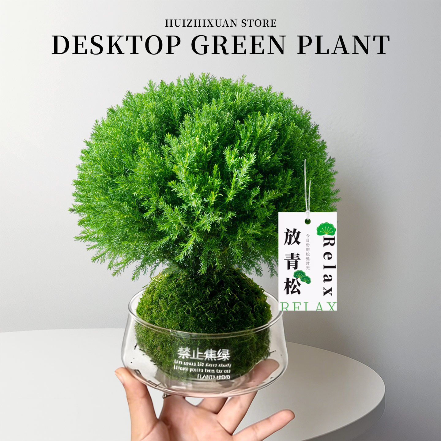 雾松放青松苔藓球水培植物盆景情绪稳定绿植办公室内桌面四季好养